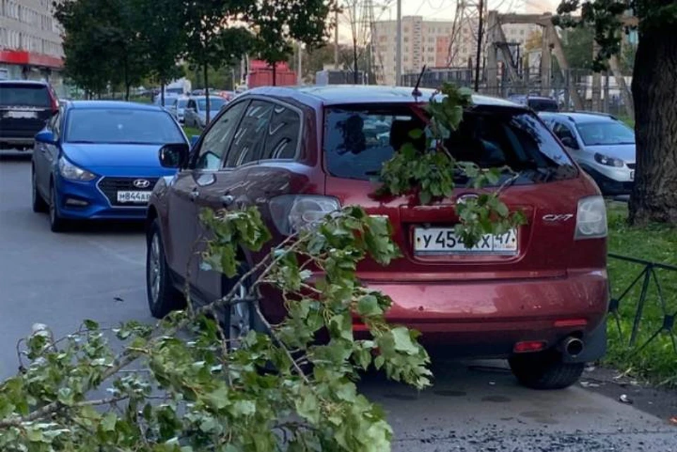 Более 5 деревьев повалил ветер в Петербурге 14 сентября