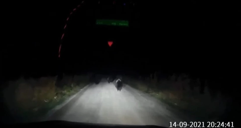 Фото: скриншот видео