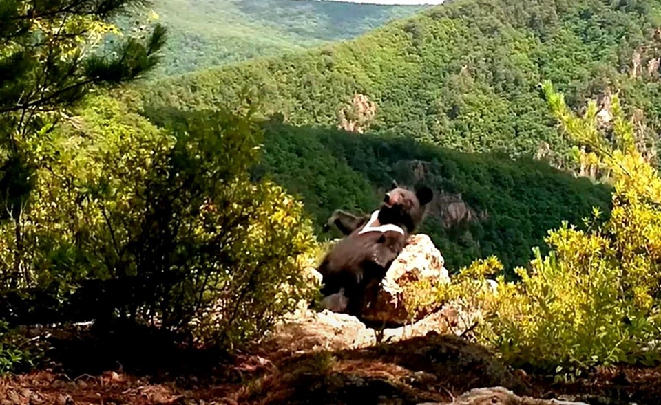 Фото: скриншот из видео, ФГБУ «Земля леопарда».