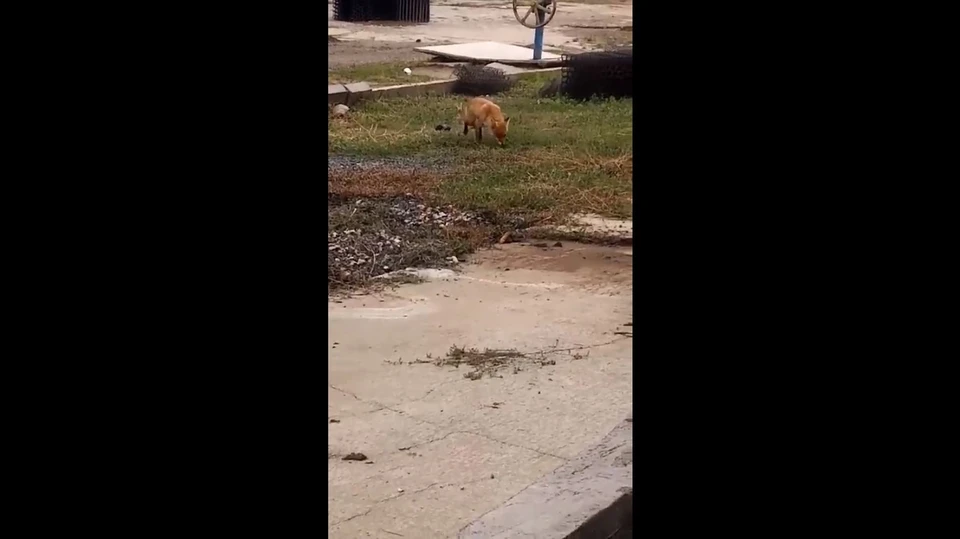 Животное без опаски вышло к людям. Фото: скрин видео