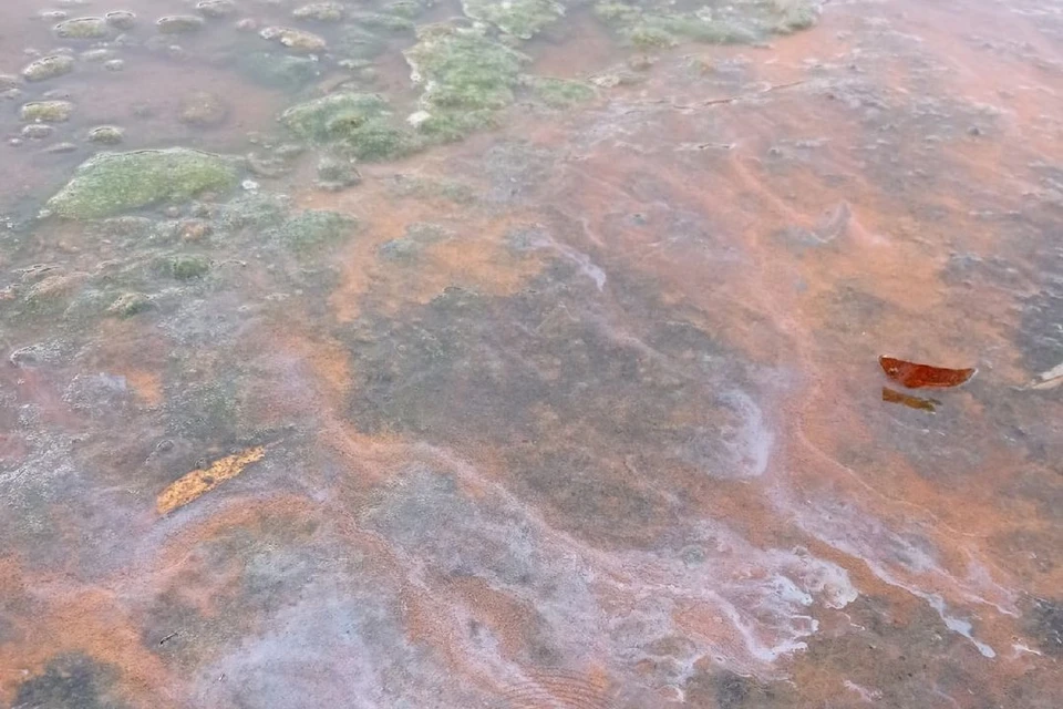 От воды пахнет мазутом. Фото: «Инцидент. Новосибирск».