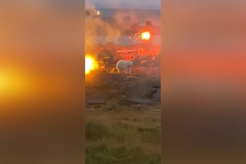 На севере Красноярского края нашли одинокого белого медвежонка. Фото: Андрей Горбань