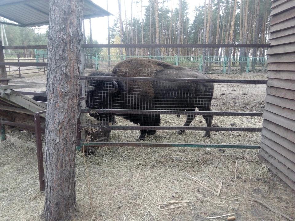 "Червленый Яр"