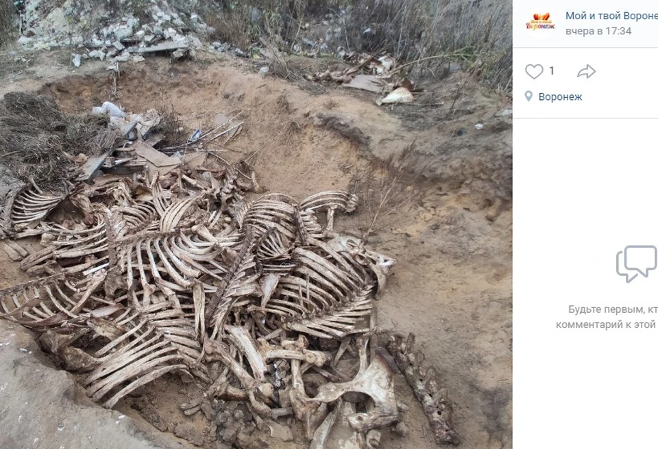 Страница сообщества "Мой и твой Воронеж" в соцсети "Вконтакте"