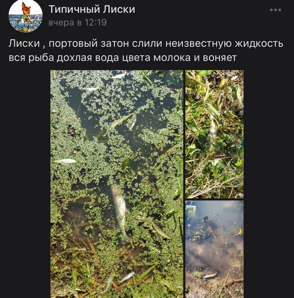 Типичный Лиски