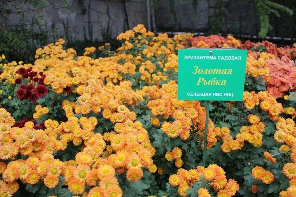 Существует множество сортов хризантем.