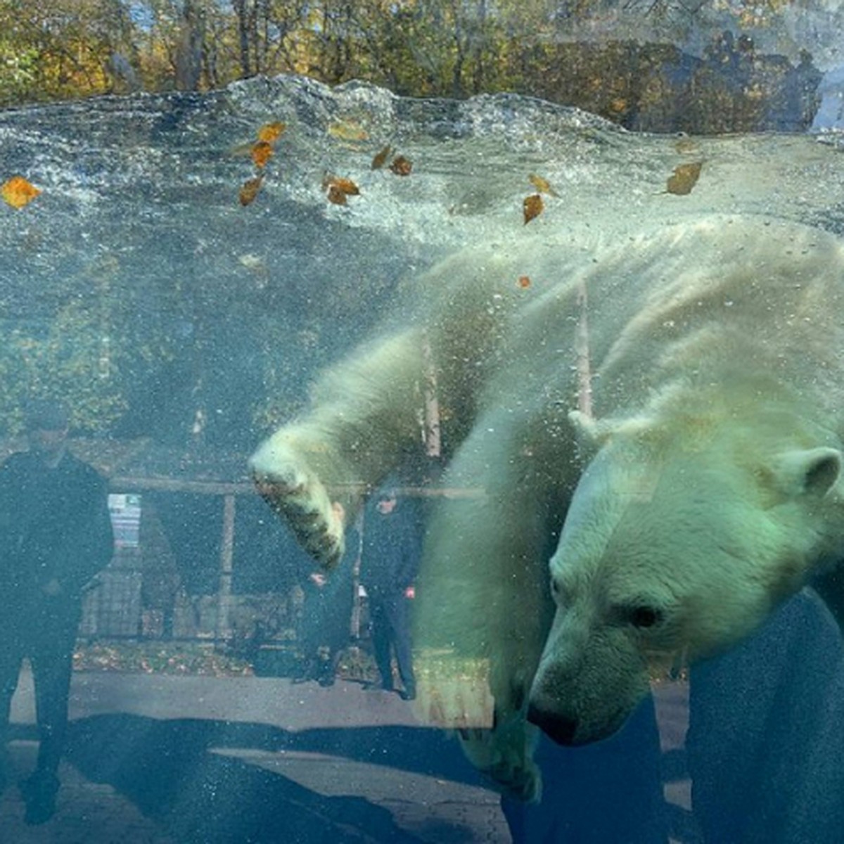 Белого медведя Алмаза впервые показали в хабаровском зоосаде: хищник  растерялся, но попозировал на камеры - KP.RU