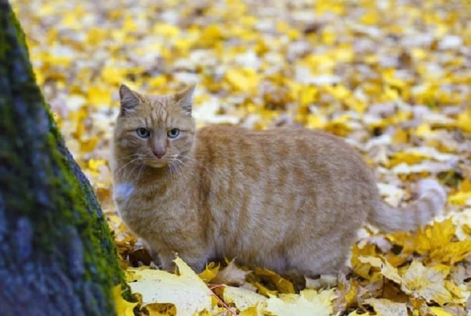 Рыжий кот уже 13 лет живет в музее Анны Ахматовой. Фото: соцсети