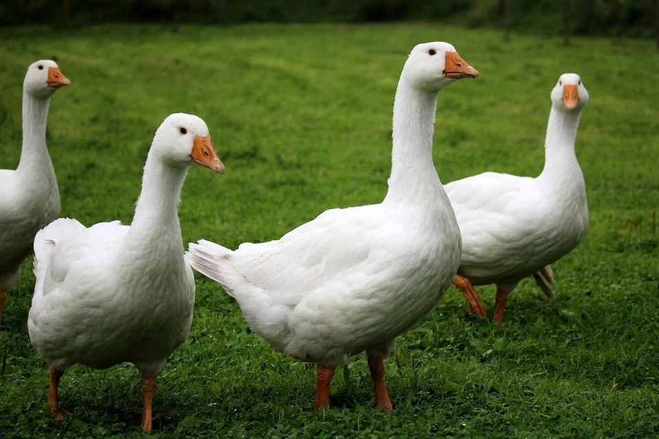 Птичий грипп был выявлен у погибших гусей