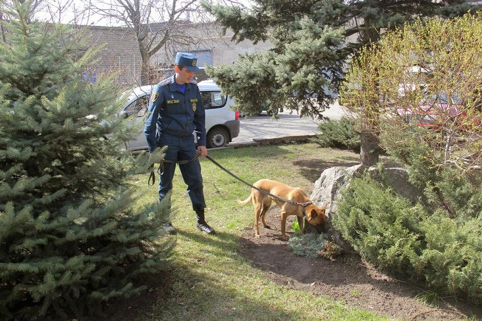 Сейчас в распоряжении спасательного ведомства находятся 8 служебных собак. Фото: МЧС ДНР