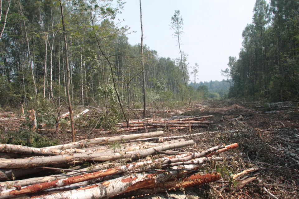 В Богородском районе Кировской области незаконно вырубили лес. Фото: Людмила Баркова