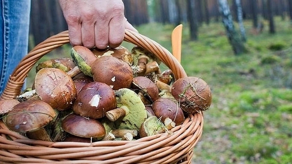 Спасатели призвали быть осторожнее и внимательнее при сборе грибов. Фото: пресс-служба МЧС по РК