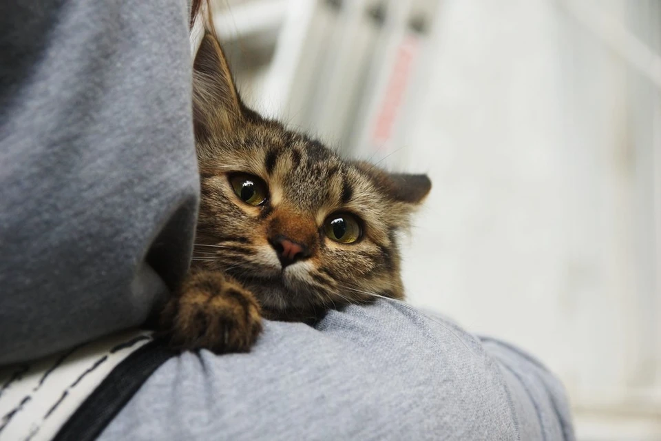 Котики просят помощи