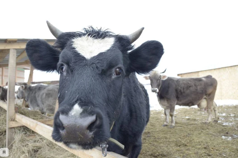 30-летняя женщина украла корову в Эхирит-Булагатском районе
