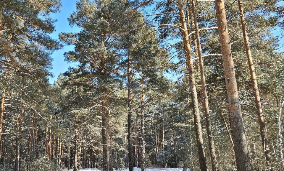 Погода в Югре на 1 ноября 2021 года: ночью до -27 градусов