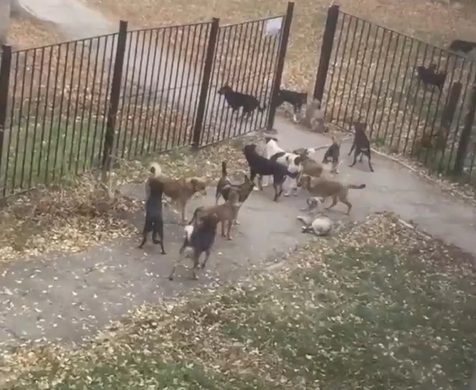 Собаки обосновались у ворот школы и устроили "игрища"