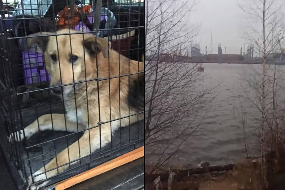 В Петербурге собака в одиночку выживала на необитаемом острове несколько месяцев. Фото: предоставлено "КП"