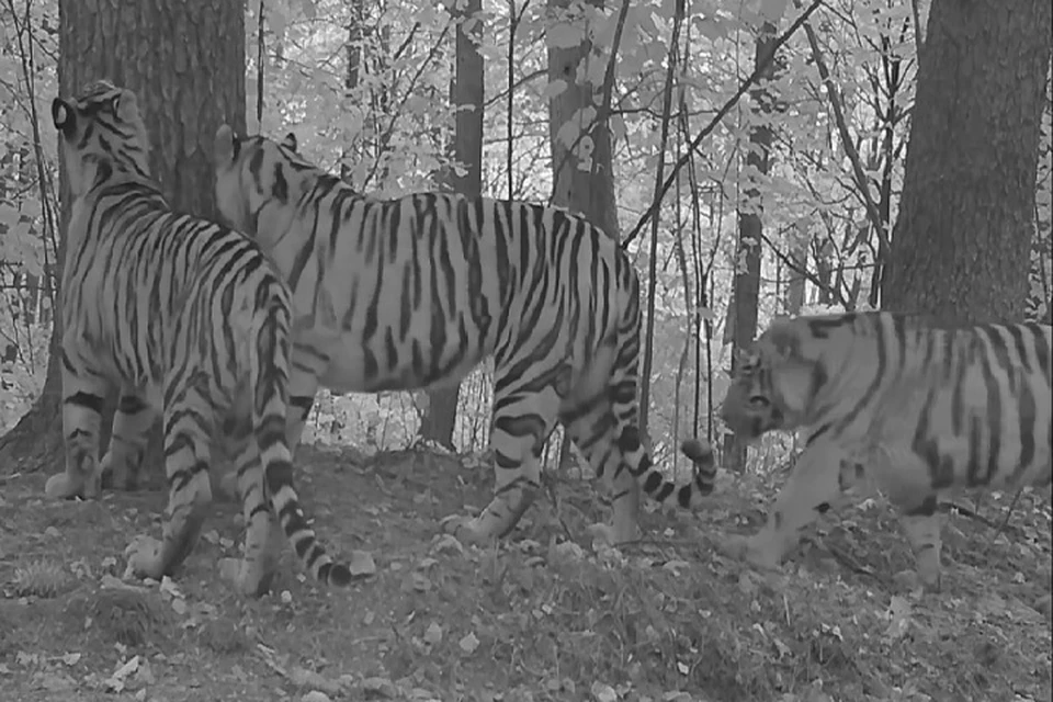 Полосатое семейство попало в кадр. Фото: центр «Амурский тигр»