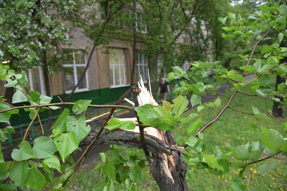 Во время непогоды нельзя стоять под деревьями