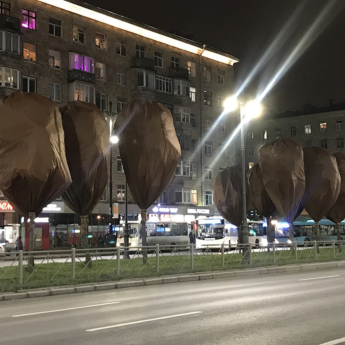 Эксперты объяснили, зачем деревья на Московском проспекте замотали в мешки  - KP.RU