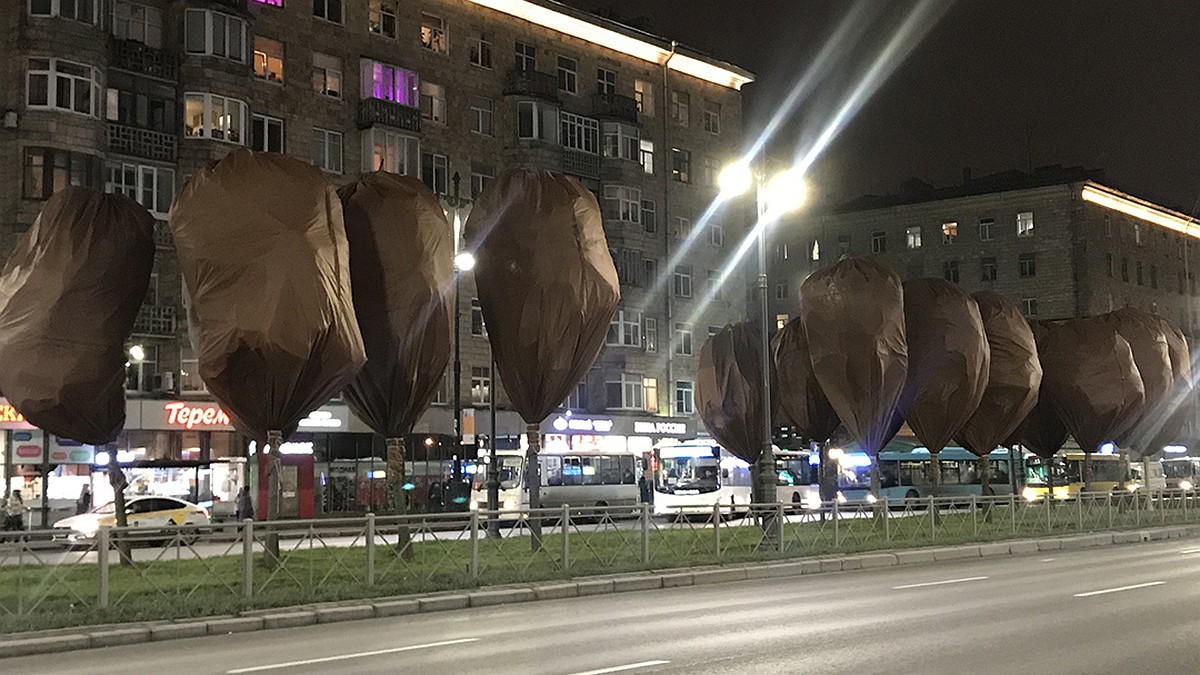 Эксперты объяснили, зачем деревья на Московском проспекте замотали в мешки  - KP.RU