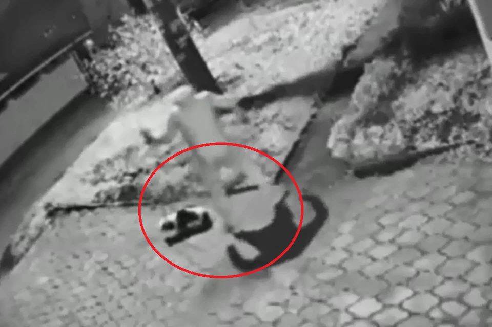 Мужчина пинал ногами собственного питомца. Фото: кадр из видео.