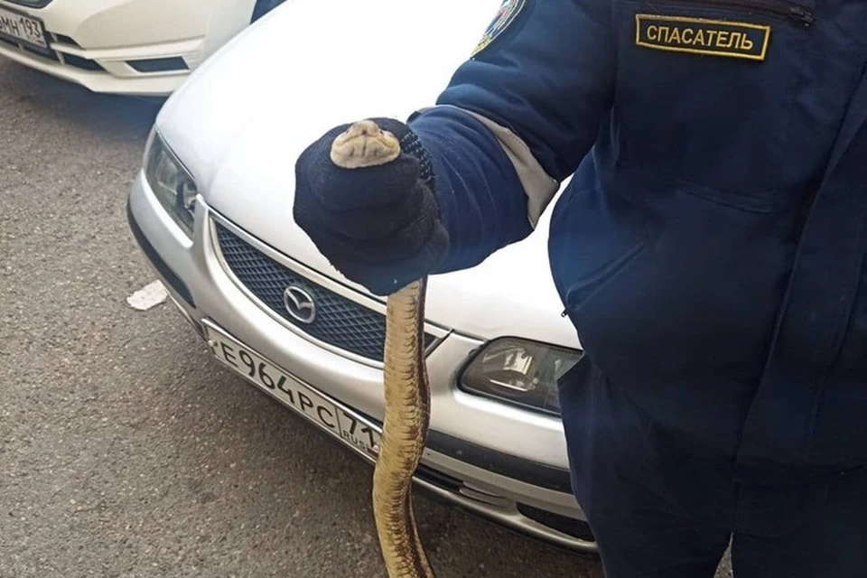 Змея залезла на авто погреться. Фото: alekseioderov
