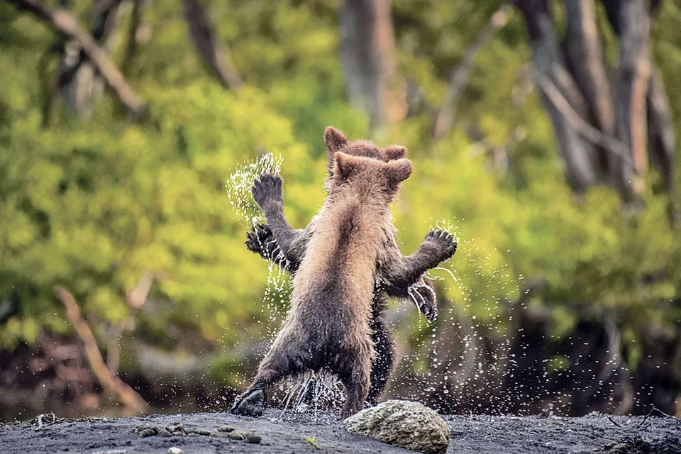 «Давайте потанцуем!» Энди Паркинсон (Британия). Спецприз. Этим камчатским топтыгиным медведь наступил не только на ухо... Фото: Andy PARKINSON/Comedy Wildlife Photo Awards