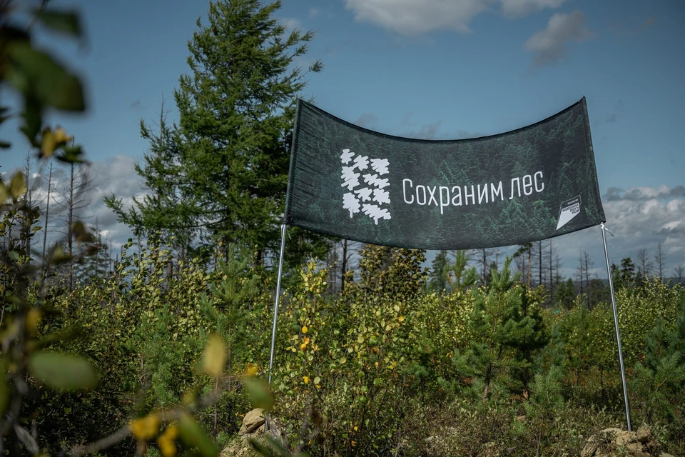 Впервые Всероссийская акция «Сохраним лес» была проведена в России в 2019 году. Фото: сохранимлес.рф