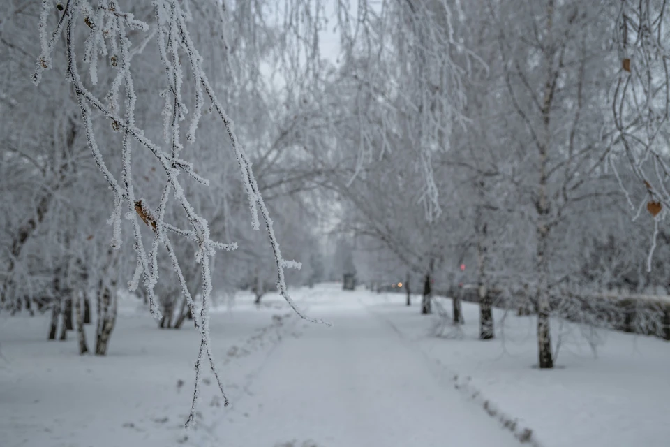 Зимы не будет: красноярцам пообещали аномально теплый декабрь с потеплением до +5 градусов