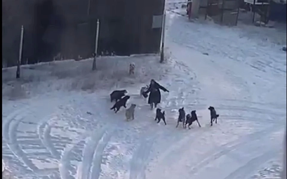 В Якутске поймали пять собак из восьми, напавших на женщину у АГАТУ. Фото: скриншот из видео Ykt Top