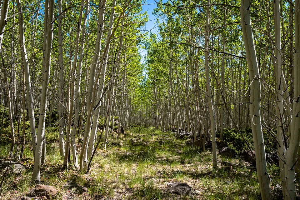Этот лес по сути представляет собой действительно единый живой организм с общей корневой системой и деревьями-клонами