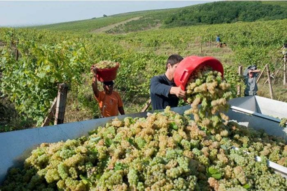 Только небольшая часть фермеров Молдовы получит субсидии от государства.