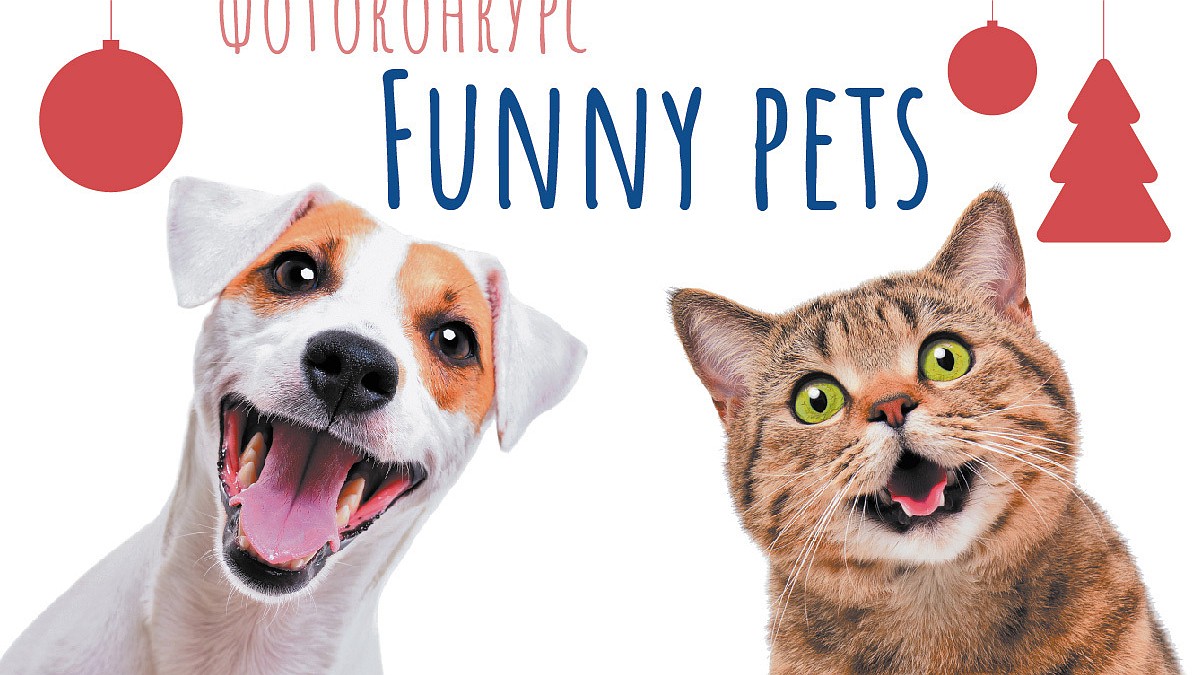 Новогодний фотоконкурс домашних питомцев Funny pets: голосование завершено,  мы подводим итоги! - KP.RU