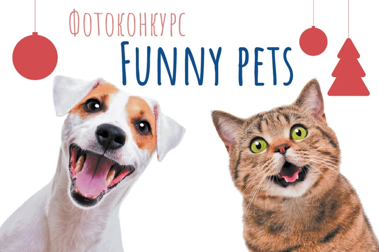 Новогодний фотоконкурс домашних питомцев Funny pets: голосование началось!