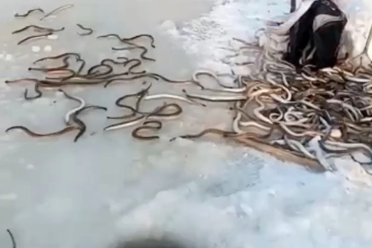 Лучше не «гуглить»: «подводными змеями» с жуткими головами усыпало берег Амура в Хабаровском крае