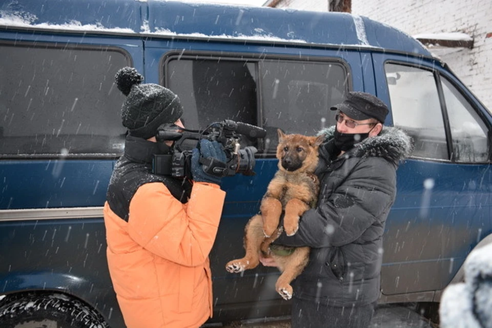 В настоящее время в УФСИН по Удмуртии служат 124 кинолога и 120 собак. Фото: УФСИН России по УР