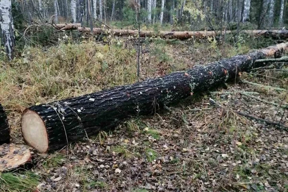 На жителя Красноярска завели 25 уголовных дел за вырубку деревьев