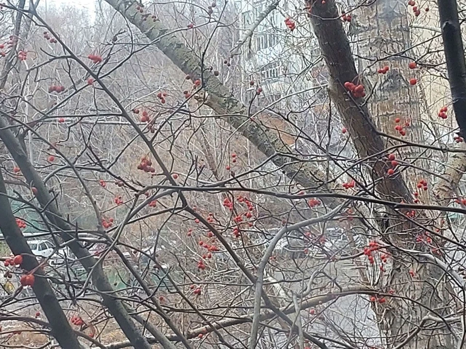 В Саратове снегопад