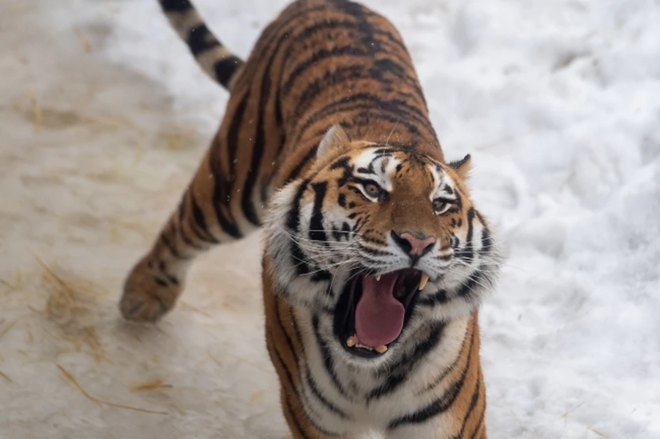 В год Водяного Тигра работники зоопарка надеются на появление тигрят