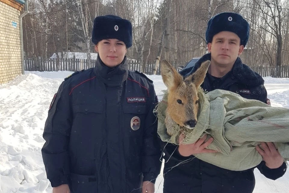 На служебном автомобиле раненую косулю довезли до ветеринарной станции. Фото: Пресс-служба МО МВД России «Дальнереченский»