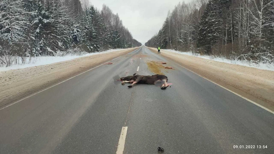 Два человека пострадали в ДТП с лосем на трассе М-9 в Тверской области. Фото: ГИБДД по Тверской области