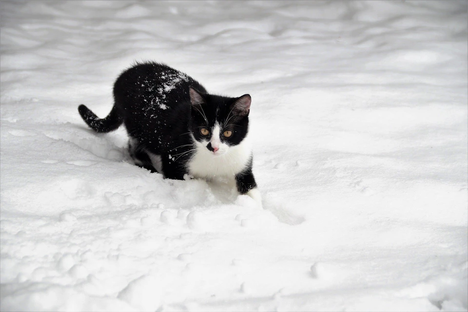 Снегопад может быть слабым или умеренным. Фото: pixabay.com\юж