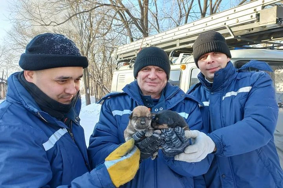 Замерзшие щенки в руках спасателей