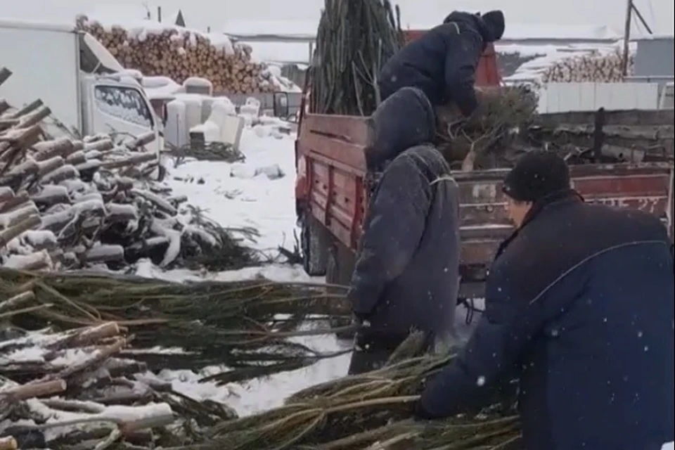Свалку елок в Хабаровске увозят в зоосад. Фото: скриншот с видео