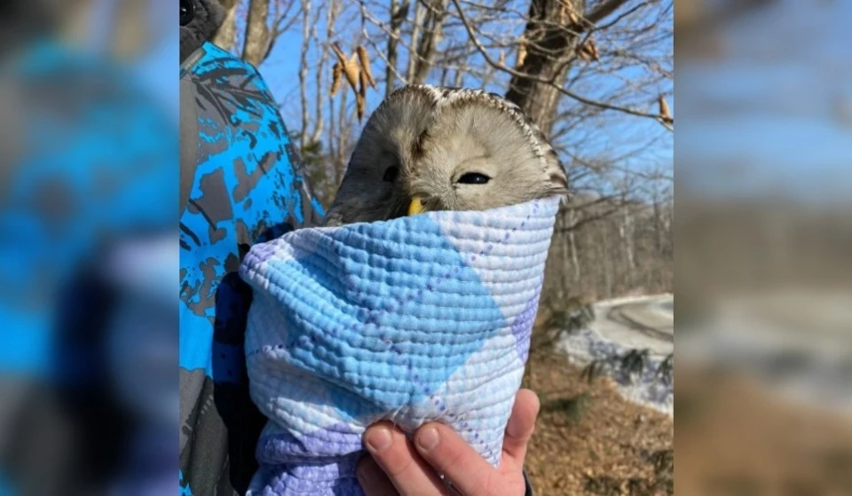 Хищница долго не хотела попадаться людям. Фото: instagram.com/medvedev_veterinar_vdk