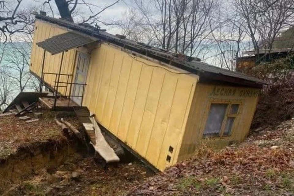 Лесная сказка обернулась ужасом. Фото: volodina3375