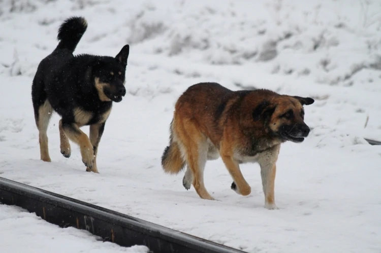 «Там три стаи бегает — собак 50!»: Вдова слесаря из Астрахани, которого растерзала свора собак, рассказала о ситуации с бродячими собаками