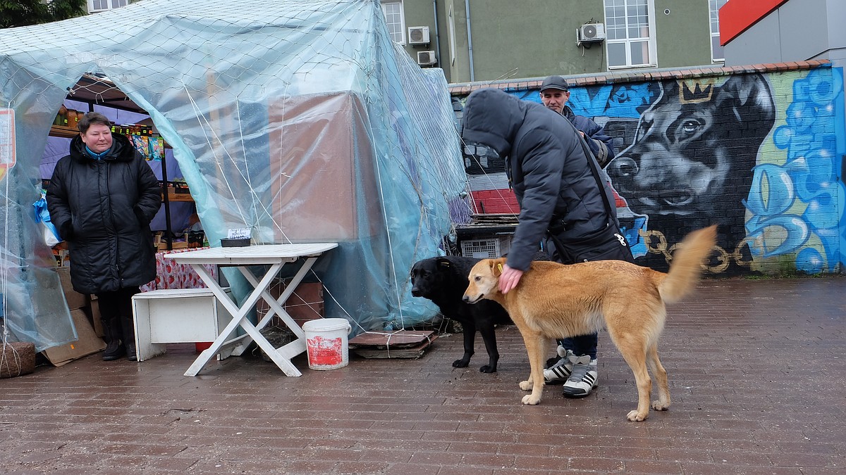 В центре Калининграда двое мужчин избили собаку и увезли ее на грузовике -  KP.RU