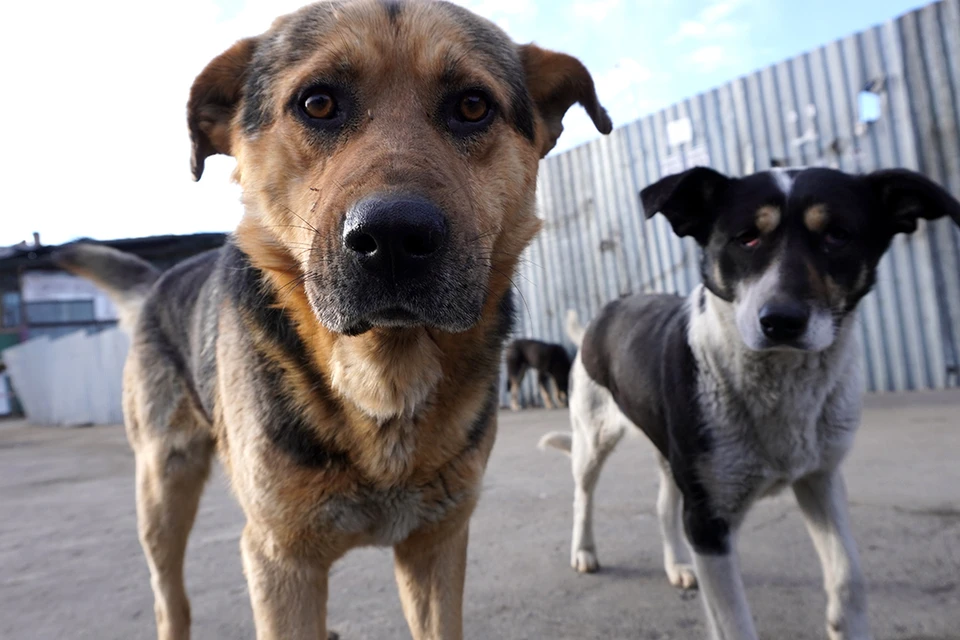 Собак после отлова в Иркутске могут оставлять в приюте пожизненно